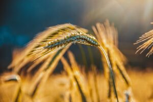 grain, rye, spikelets-6605552.jpg